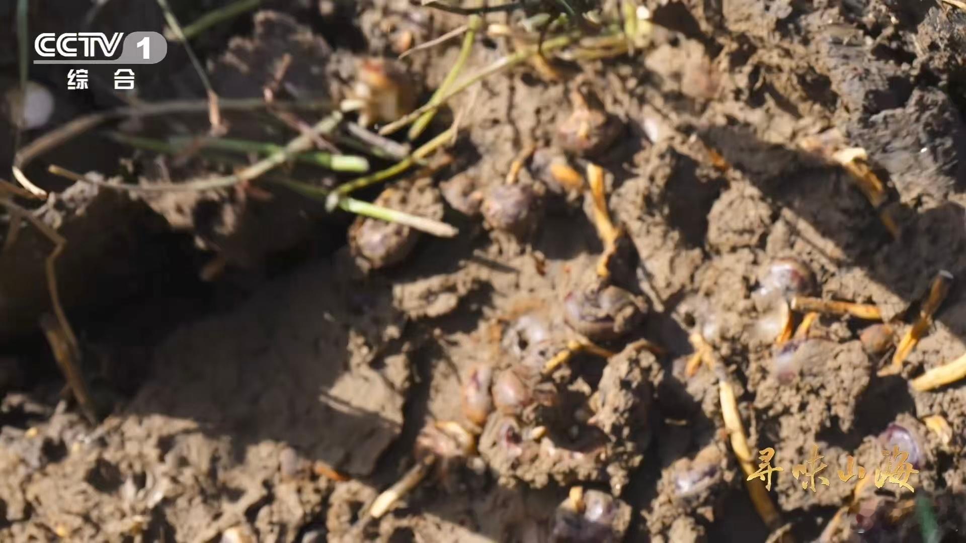 名字带马的水果你吃过吗 荸荠的别名超形象！因外形神似马蹄而得名，这个生动的称呼流