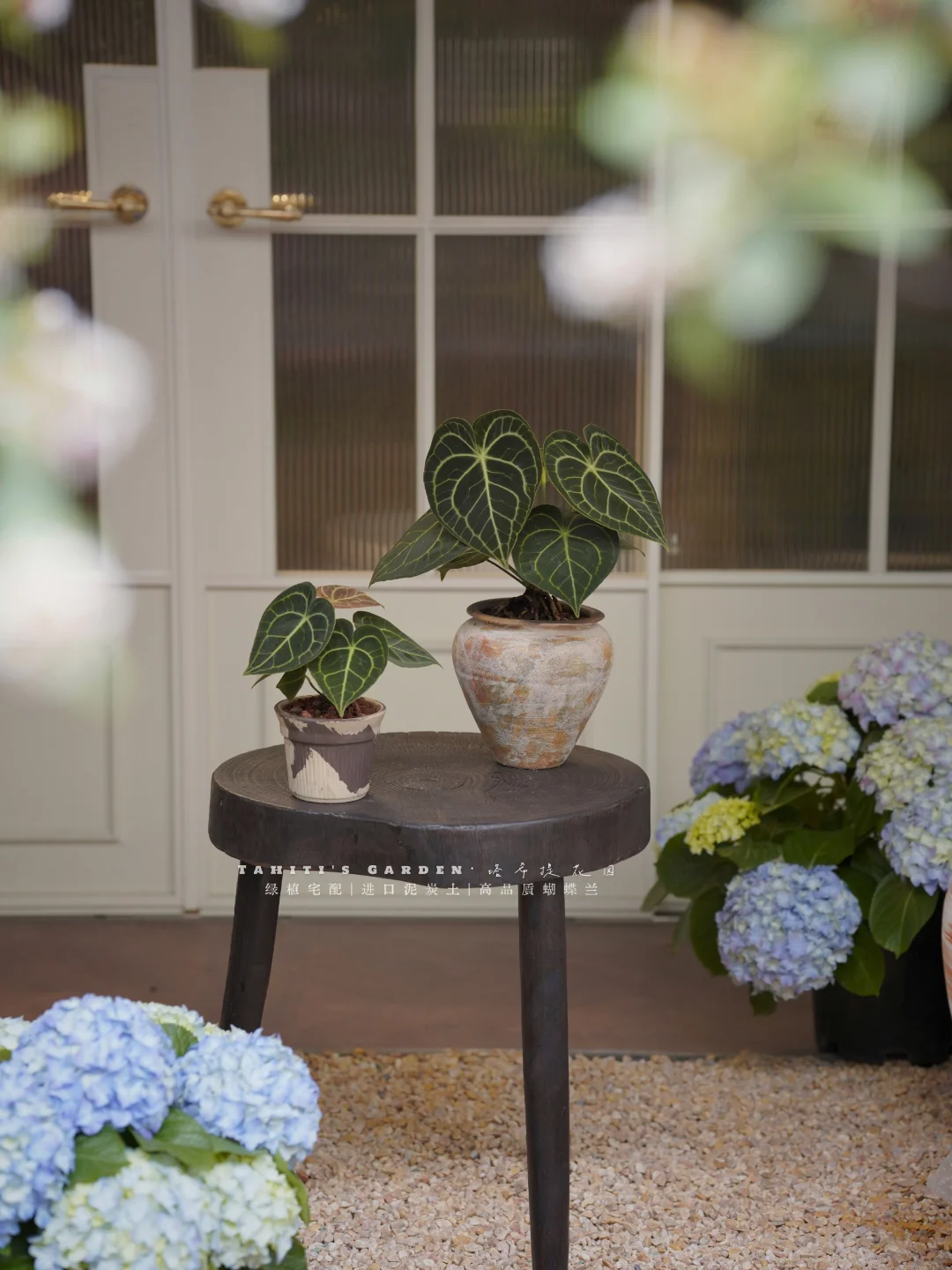 心形叶脉自带滤镜｜克莱恩花烛美到心巴上