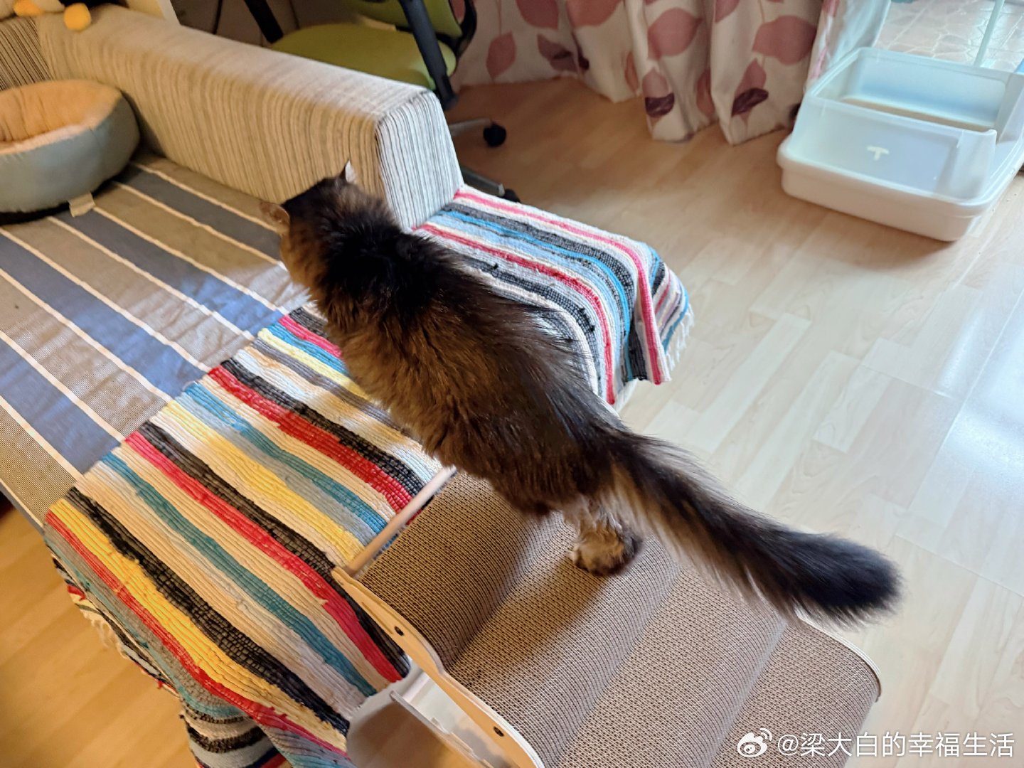 我们家啊，不服老的赵老师，不服老的梁大婶，还有不服老的赵卫星给星星买的踏板，一步