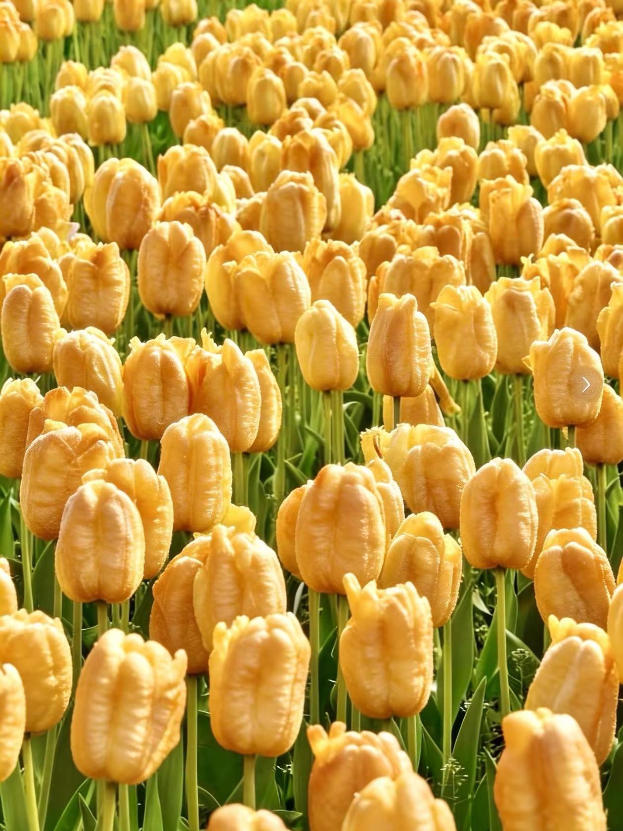 郁金香一元一根，大润发油条炸出春日浪漫。随手一拍都是美景