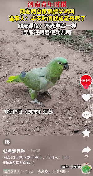 “太搞笑了”江苏，一网友带着自己养的鹦鹉回老家，半天时间，就跟个老母鸡似的，咯~