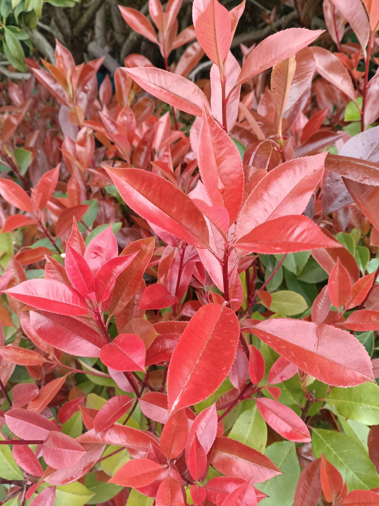 红的热烈，绿的清新，石楠的新叶像一簇簇跳动的火焰，在春日里亮得晃眼，把整条街都染