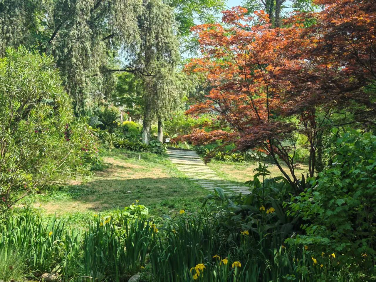 夏天去成都植物园拍照，那体验简直绝了！
一进植物园，满眼都是郁郁葱葱的绿植，像巨