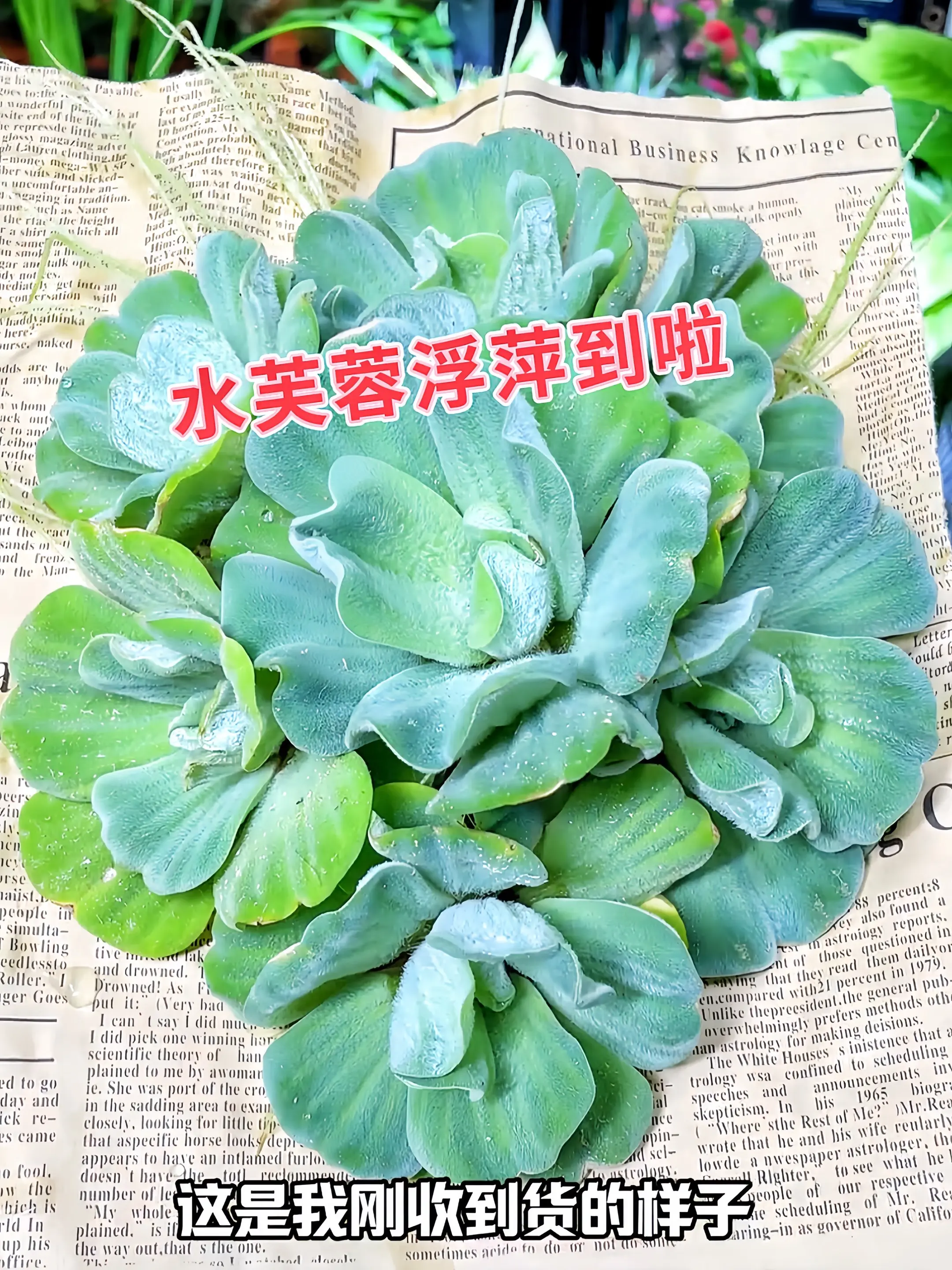 1. 水面绿精灵，颜值实力派 水芙蓉宛如漂浮的翡翠花球！圆润叶片裹着细...