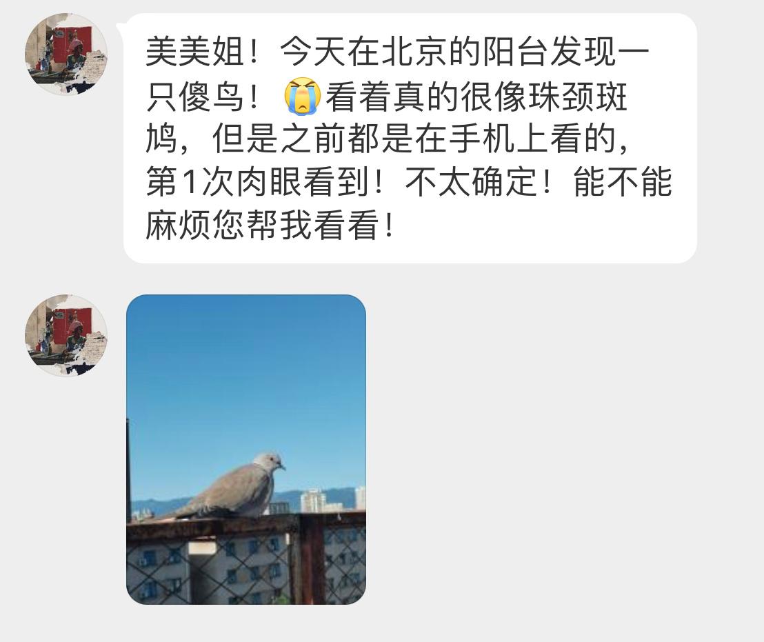 #鸟粉投稿# 是一只【灰斑鸠】 脖子上没有珠颈斑鸠的波点围巾🧣 ​​​
