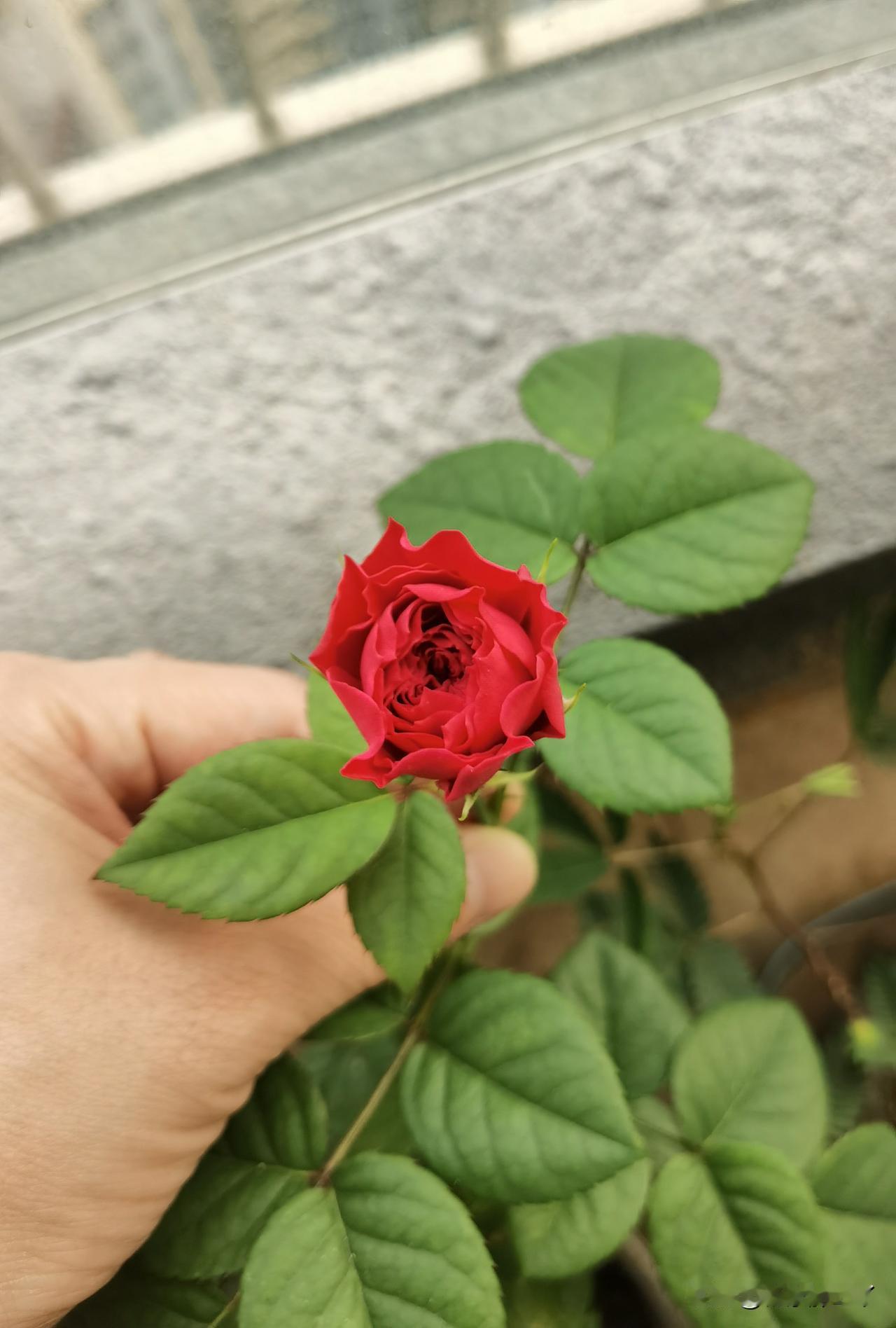 完犊子！这是羊毛被薅秃了吗？！啥时候秃不好，偏偏在这两天秃！[捂脸]

最近头条