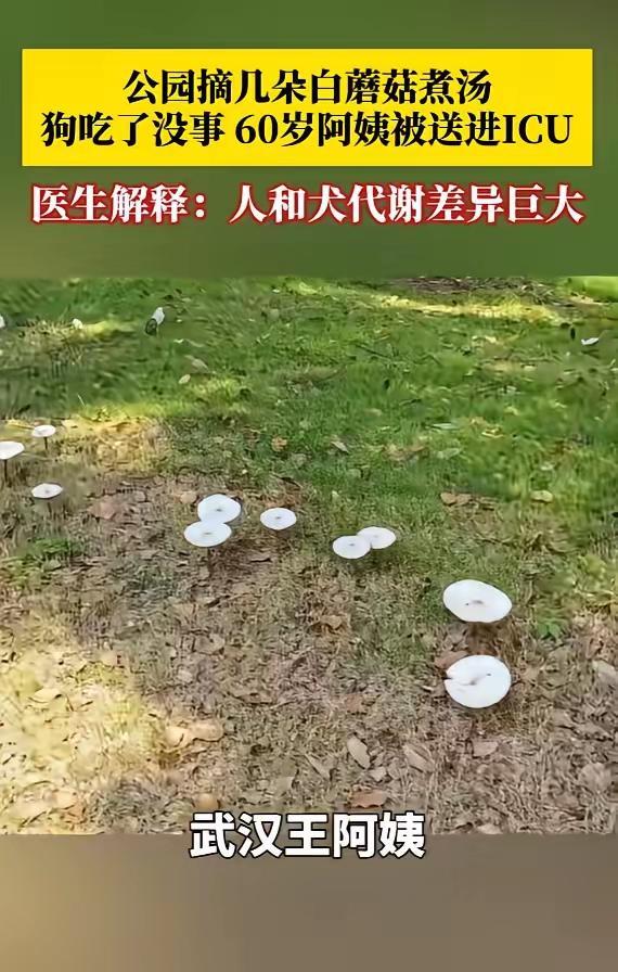 “万万没想到！”湖北武汉，一阿姨采摘公园野蘑菇煮汤，不料喝完剧烈呕吐腹泻，确诊中