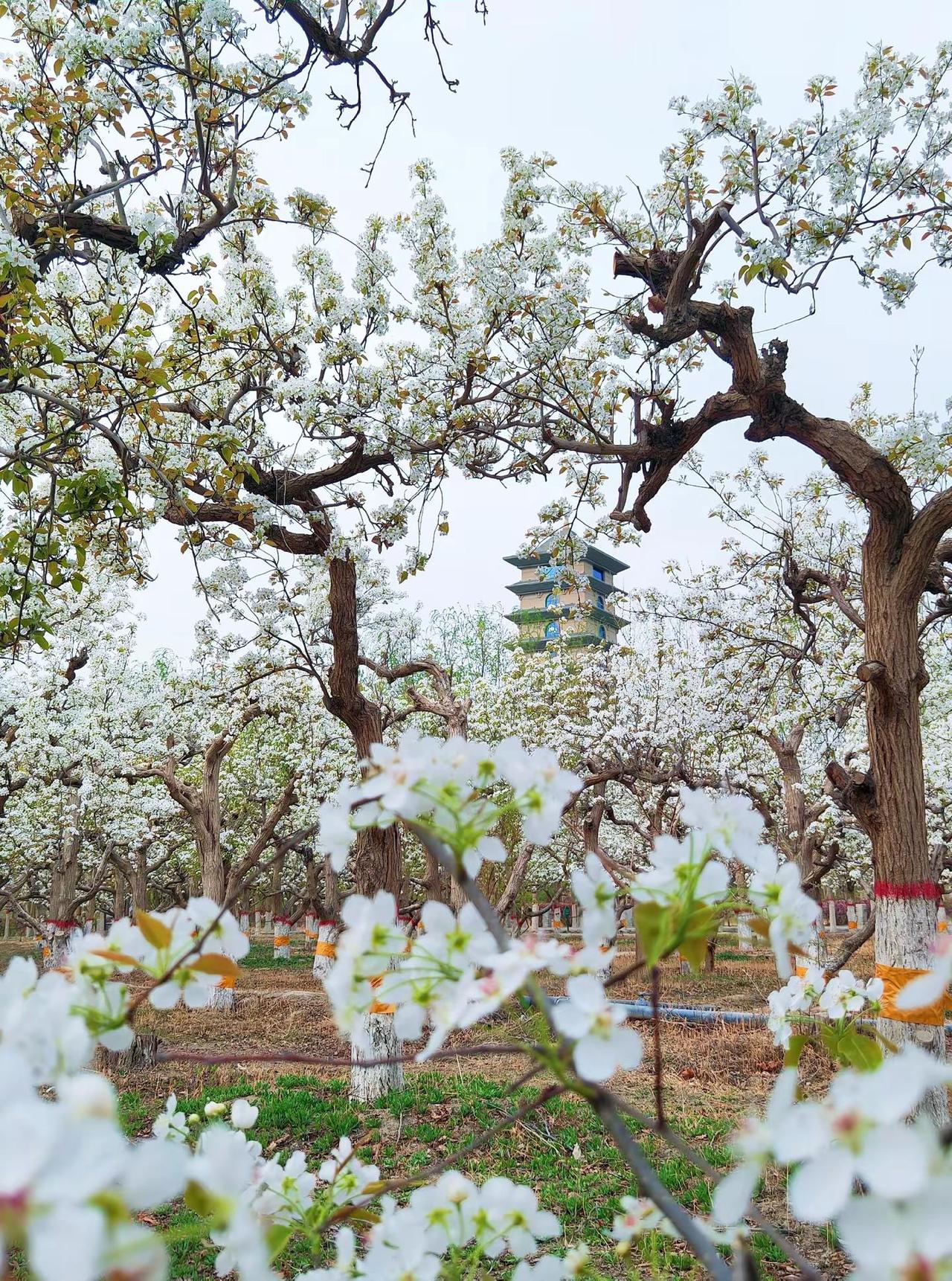 寻·第一朵梨花！库尔勒的春，藏在哪个枝头。