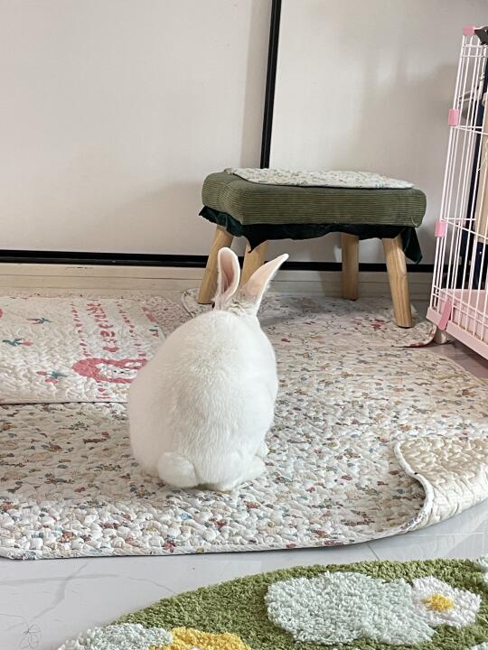 长生不老容颜不变的秘诀被小兔子掌握了