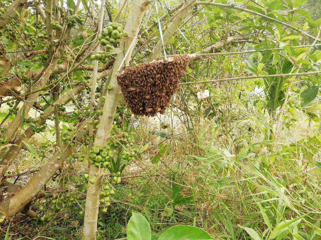回归自然，任蜂自去——
 
晨起听闻有蜂群飞落邻家院落，特意骑车前去查看。待到走
