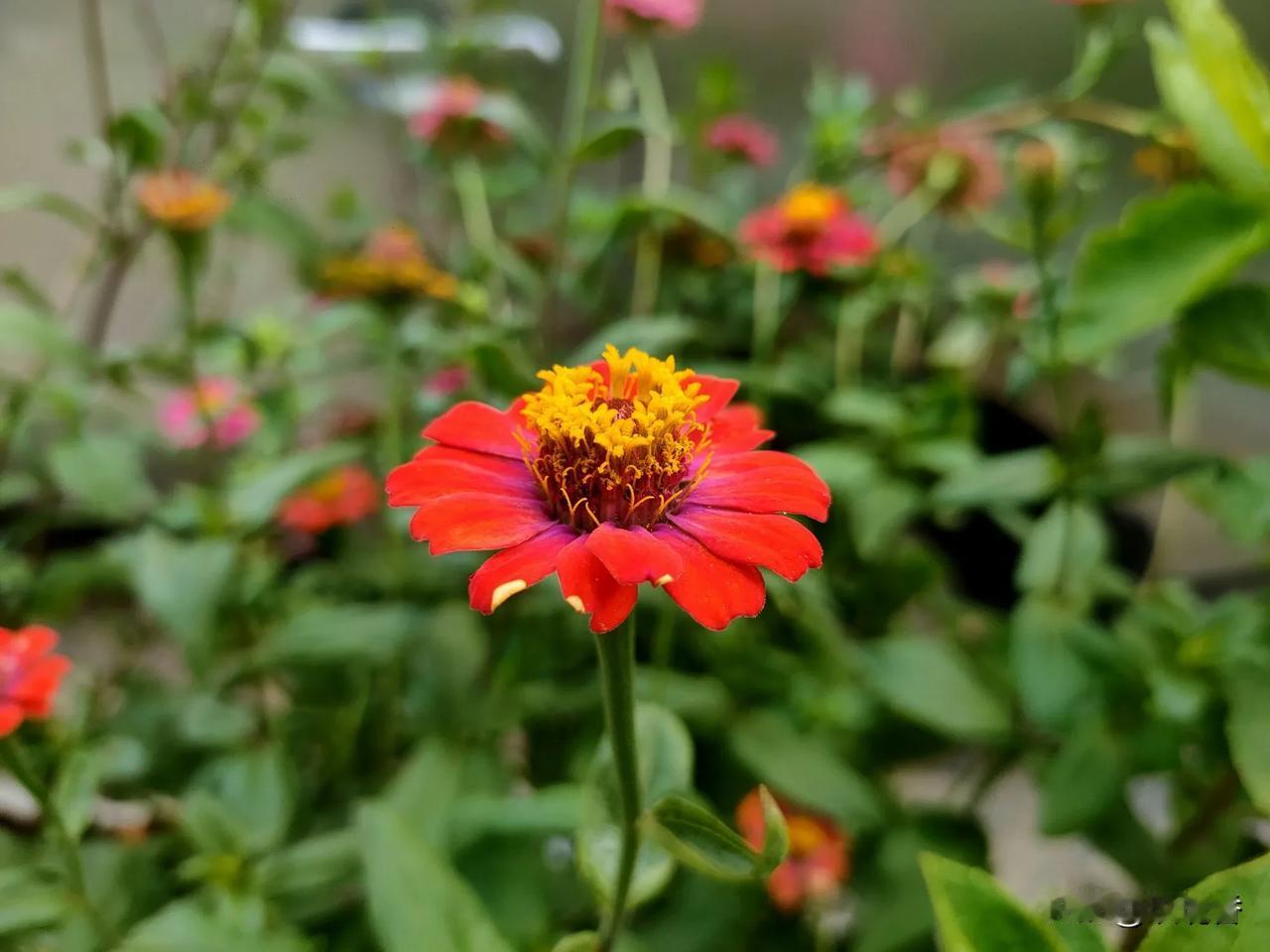 晒晒随手一拍美丽的花朵