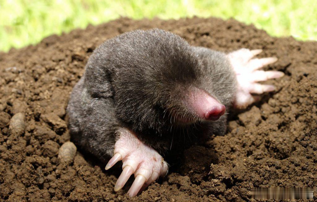 《黑袍纠察队》第五季前两集 无剧透版剧透黑袍纠察队