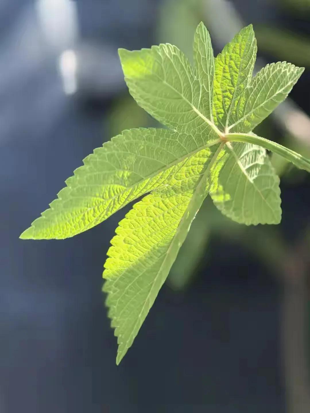 《初夏》(现代诗) 

风数完柳枝的嫩芽  
阳光开始称量梧桐絮的重量  
楸树