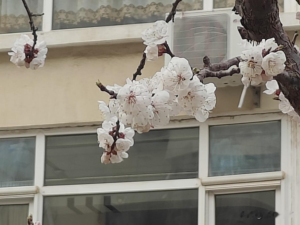 赏杏花
 
天光正好
杏花如雪
染白了清明后的小城
 东风漫过檐角
一树繁花，