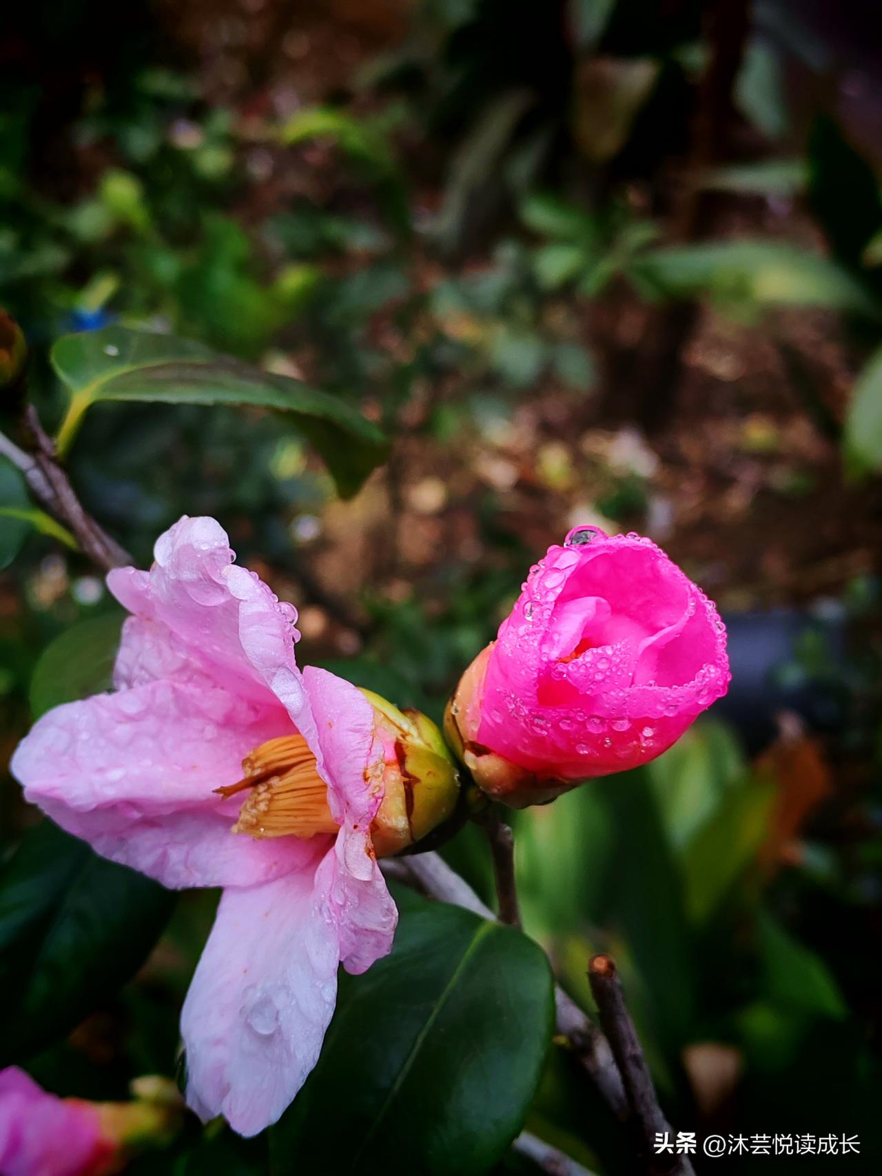 雨后的风，带着湿润的暖意，
粉山茶在枝头舒展，又在石阶上轻眠。
水珠是昨夜遗落的