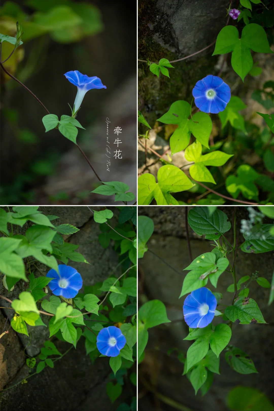 牵牛花|每日一花
