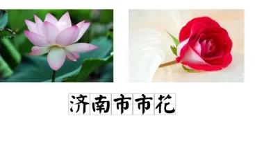 济南的市花是荷花！
大明湖也是荷花荡漾，李清照误入藕花深处，哪来的啊？那些小姑娘