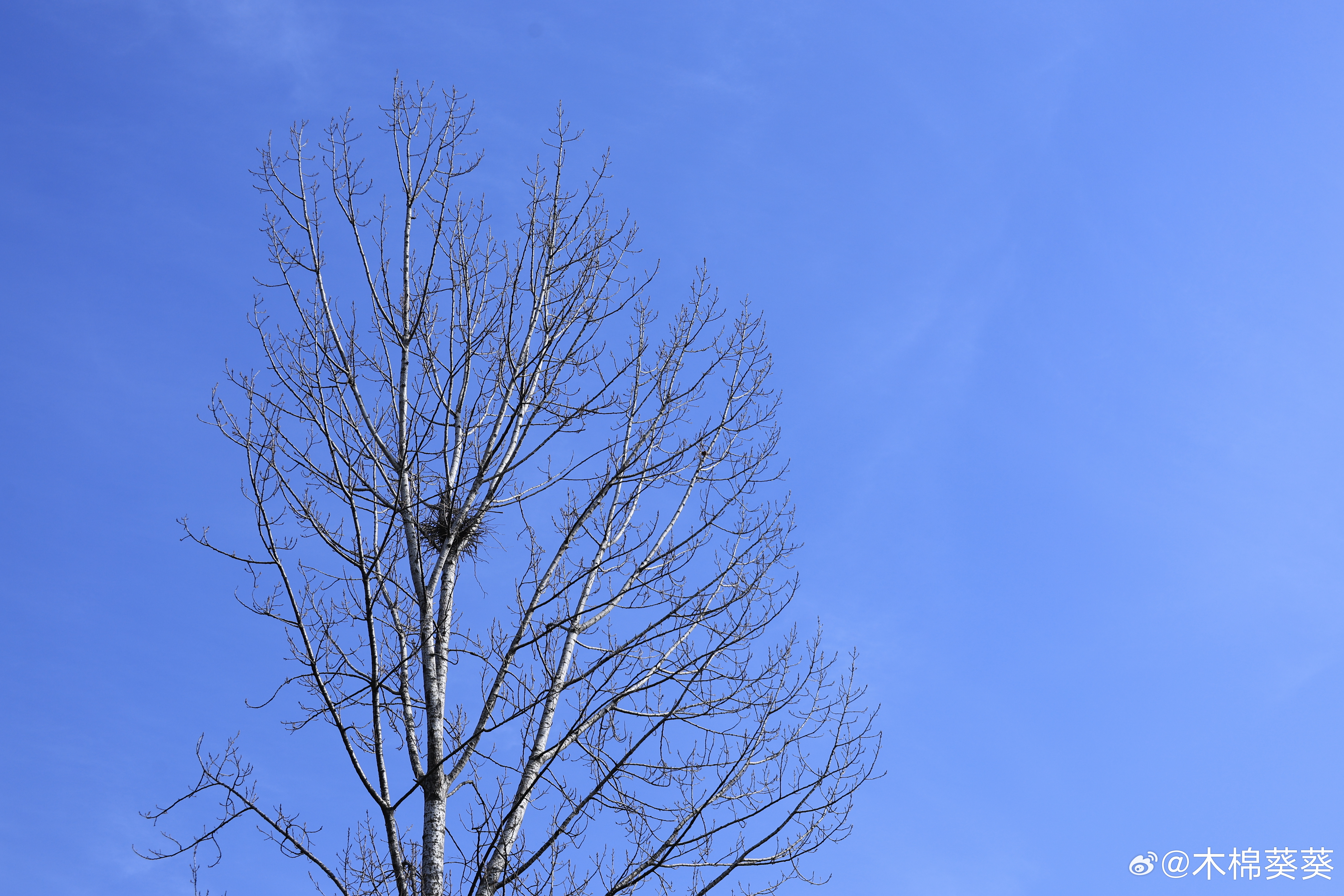 长寿岛上挖野菜晒太阳 