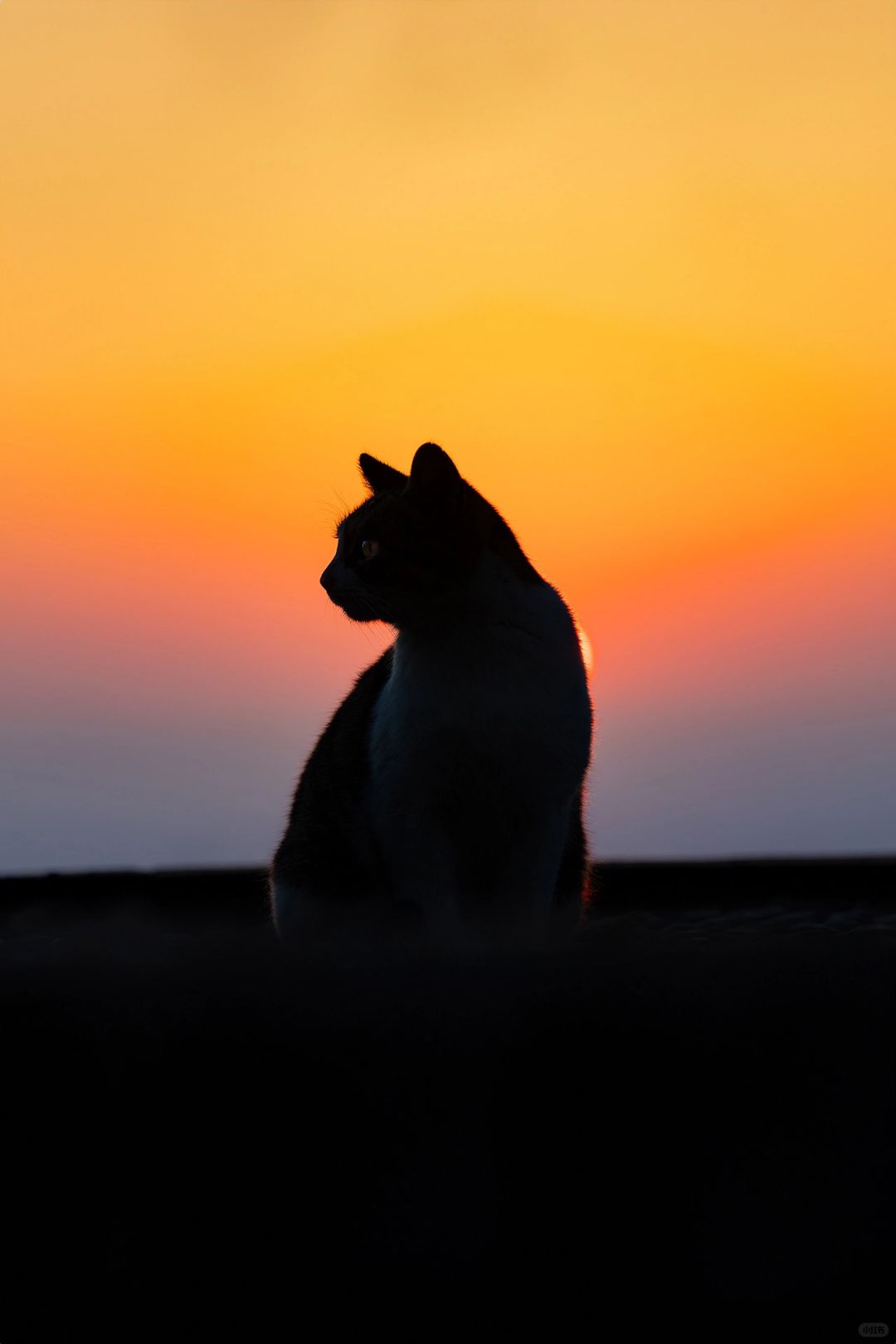 落日红霞照晚猫