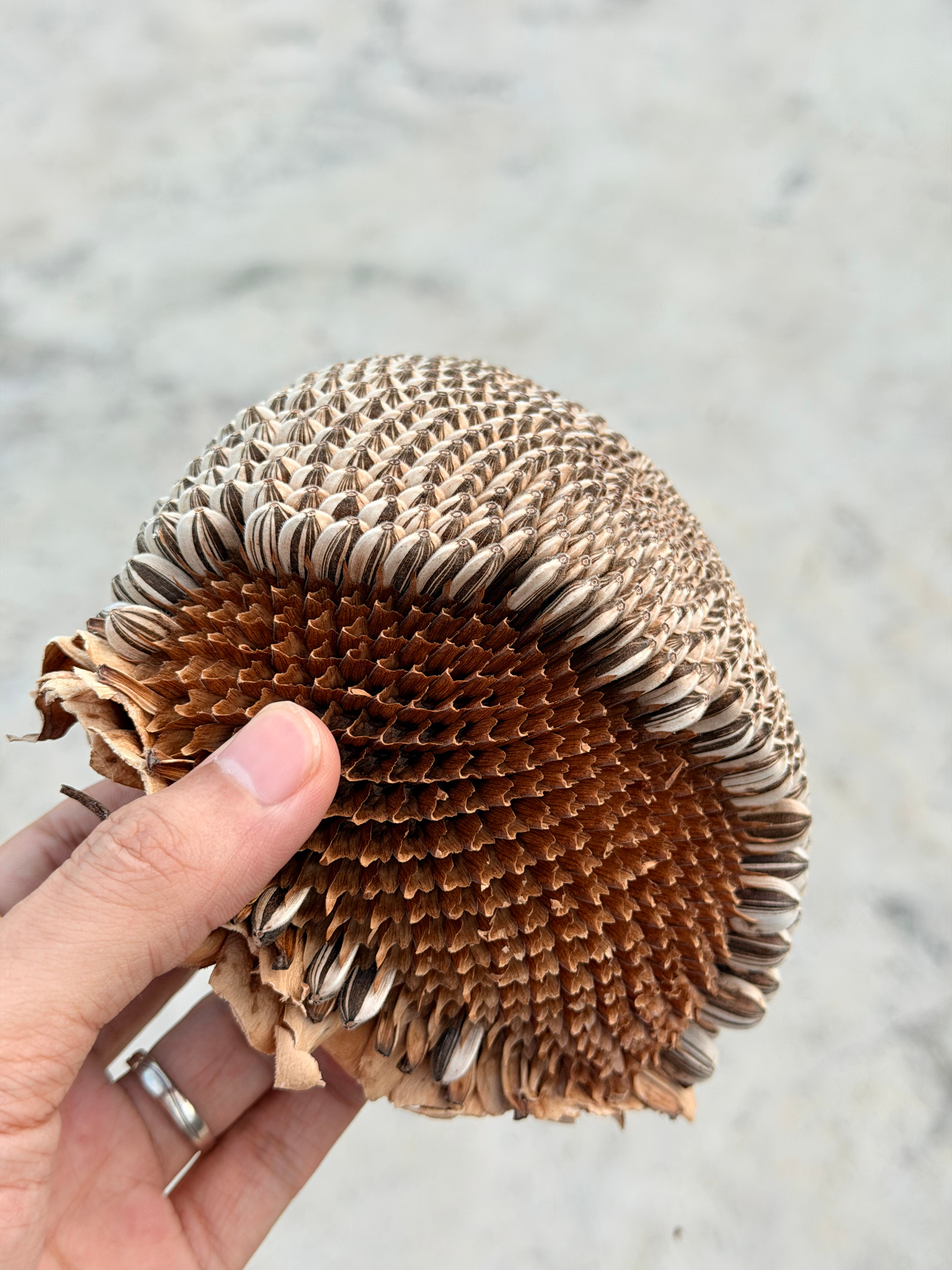 吹着凉风，磕着瓜子儿。 