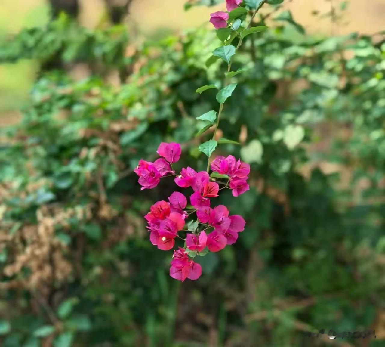 你有哪些随手拍的比较满意的照片