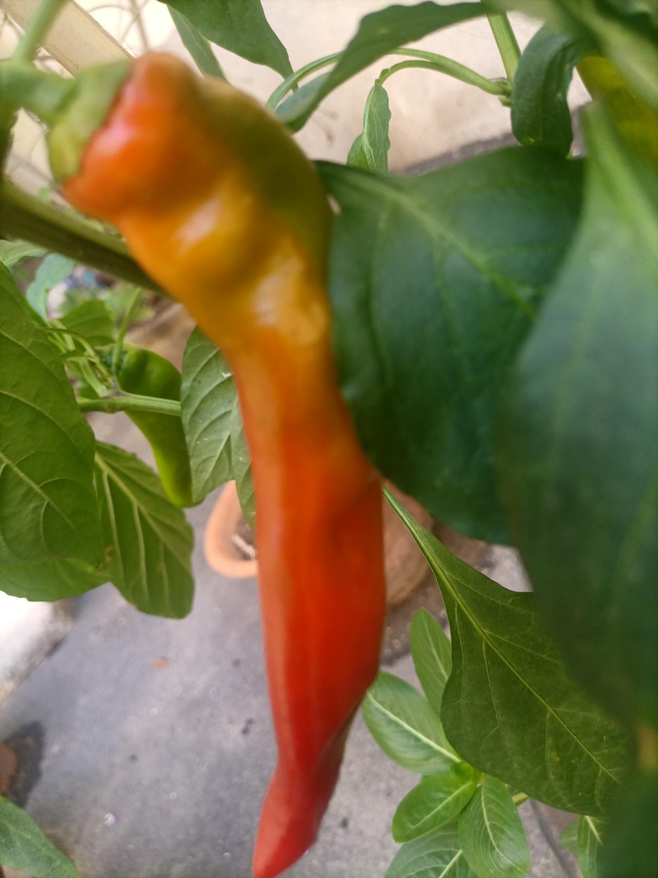 【夏之韵·红辣椒🌶的夏天】夏日生活打卡季
鲜艳夺目、热烈奔放。
家属院院子里某