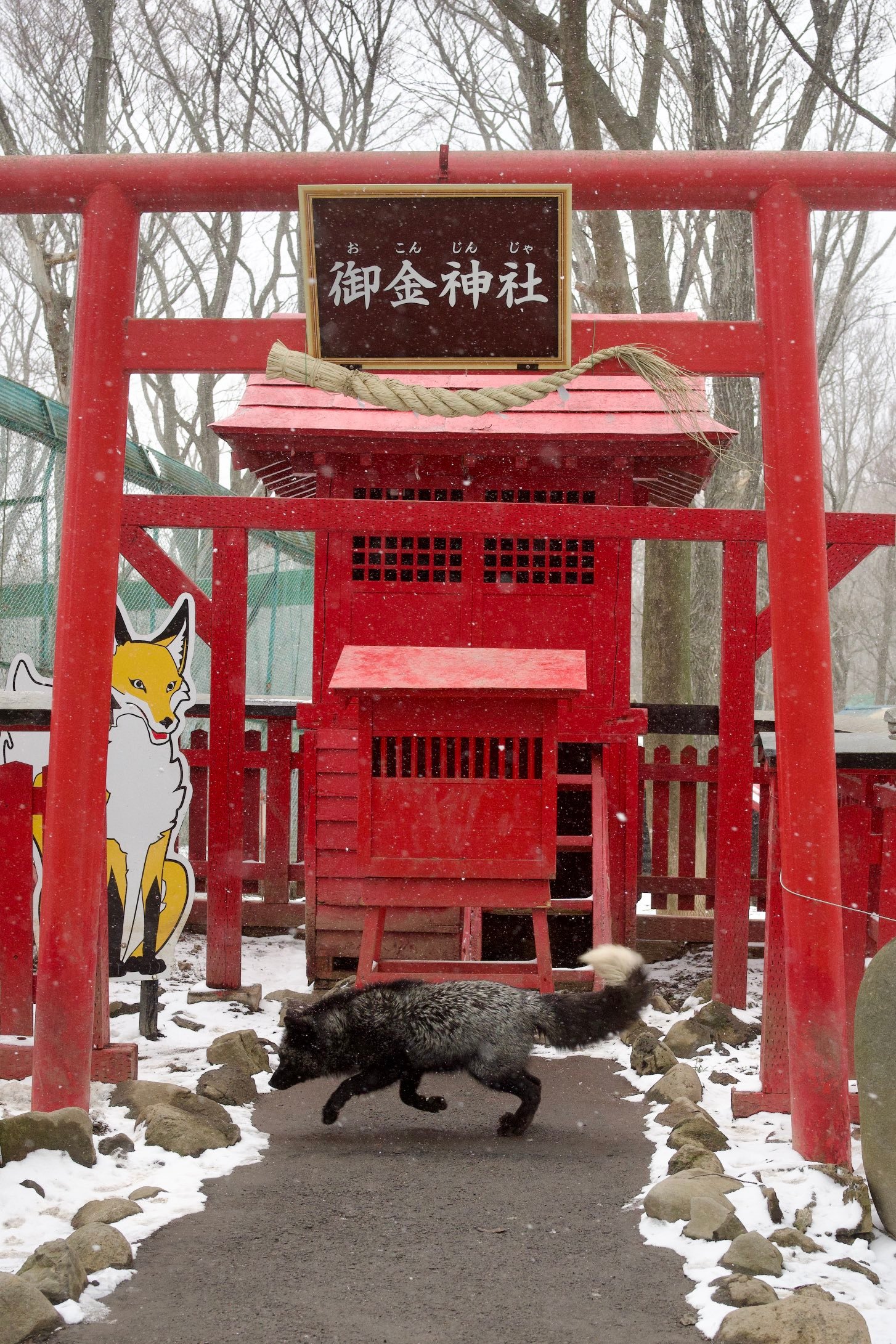 狐狸 小黑神使©️ttt_zegu952 