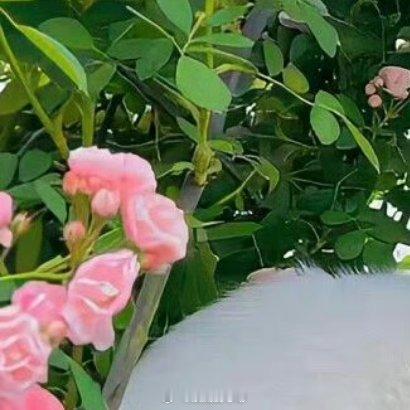 早安！雞鳴犬吠報晨曦，露濕青苔跡漸稀。開卷漫尋千古意，且將朝氣化清詞。 ​​​