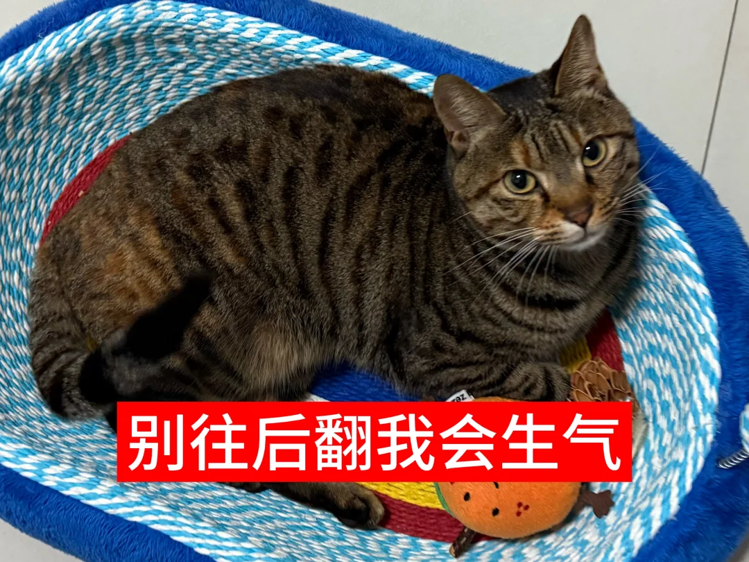 别往后翻！！！
