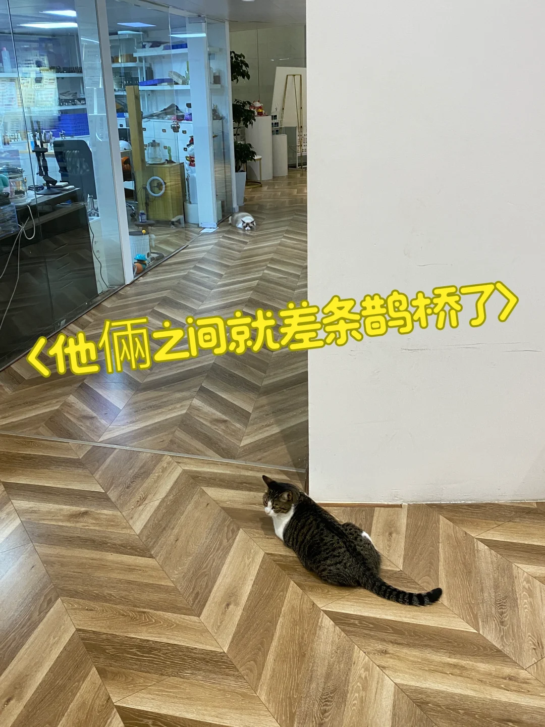 隔岸相望两小只[捂脸R]
