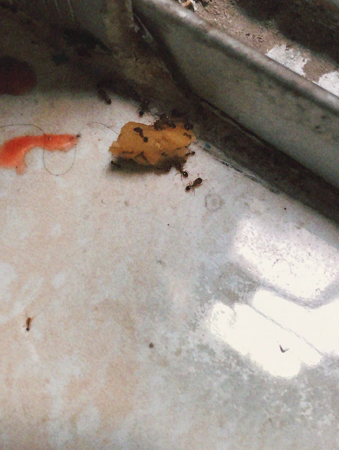 中秋节布施蚂蚁，原来功德这么大❗️