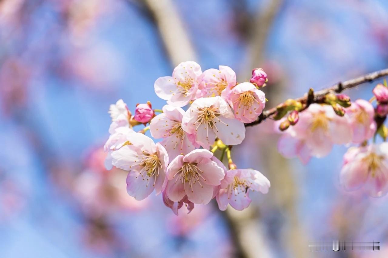 一年之计在于春，一生之计在于勤。
今日春分，今日二月二龙抬头。