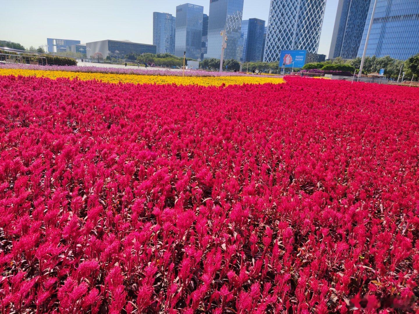 分享图片 深圳·海滨广场