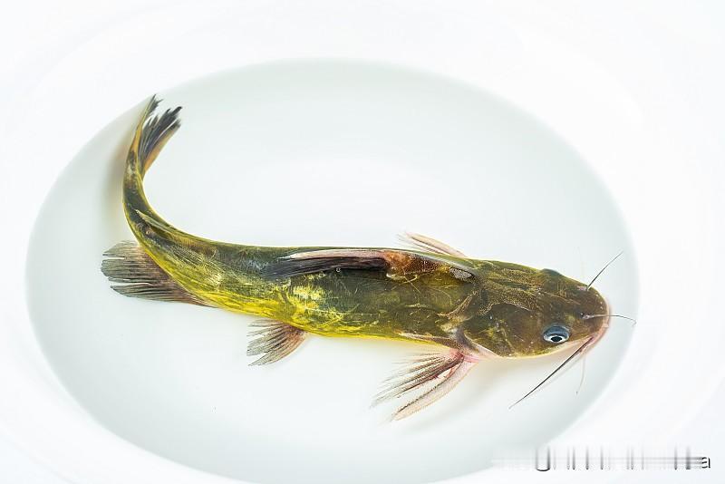 我昨天失信于朋友@孙四娘 了，本来说去给你拍黄辣丁长啥样的，结果这几天都忙得我脚