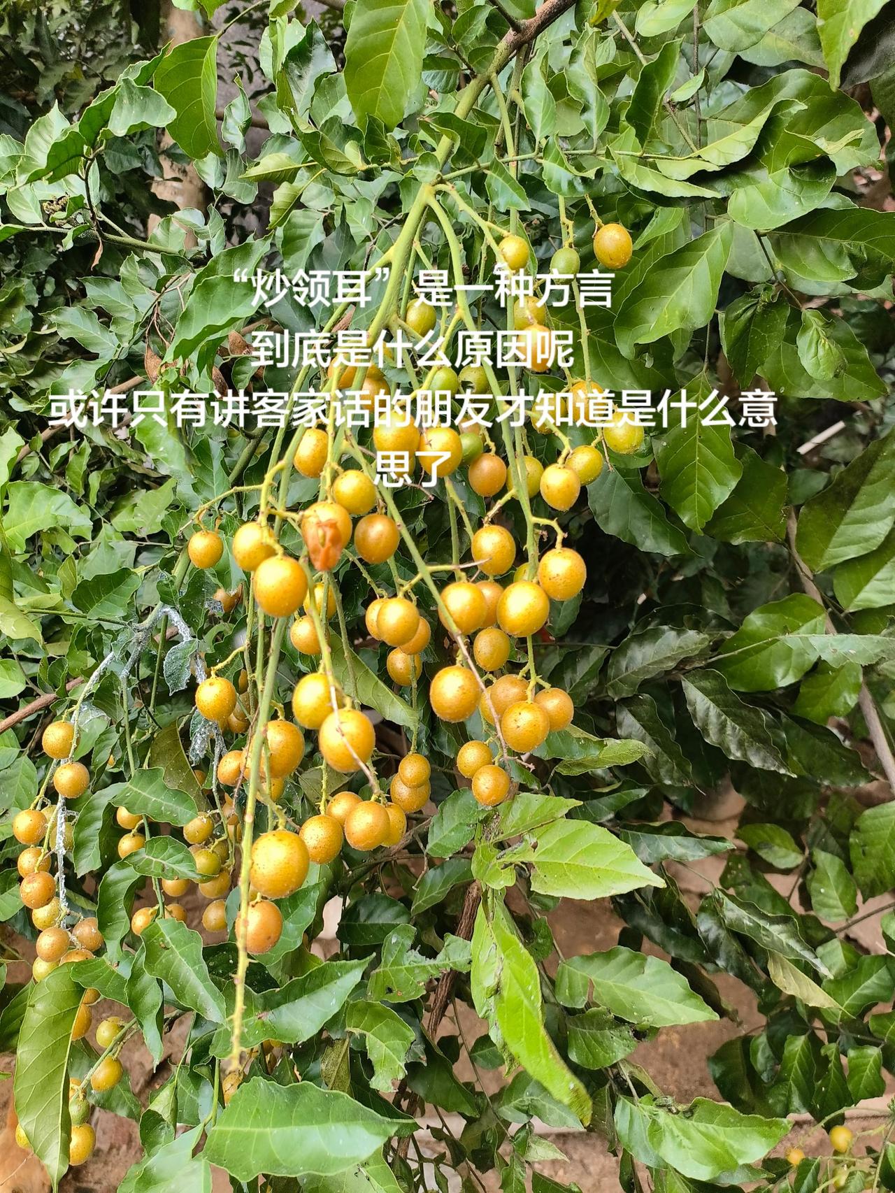 “炒领耳”是一种方言
到底是什么意思呢
或许只有讲客家话的朋友才知道是什么意思了