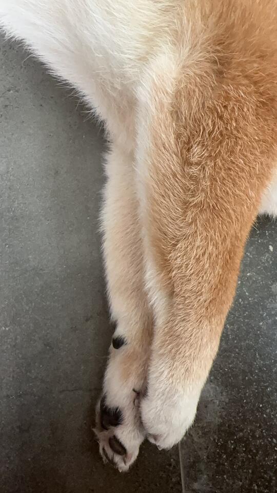 这么乖巧的玉足