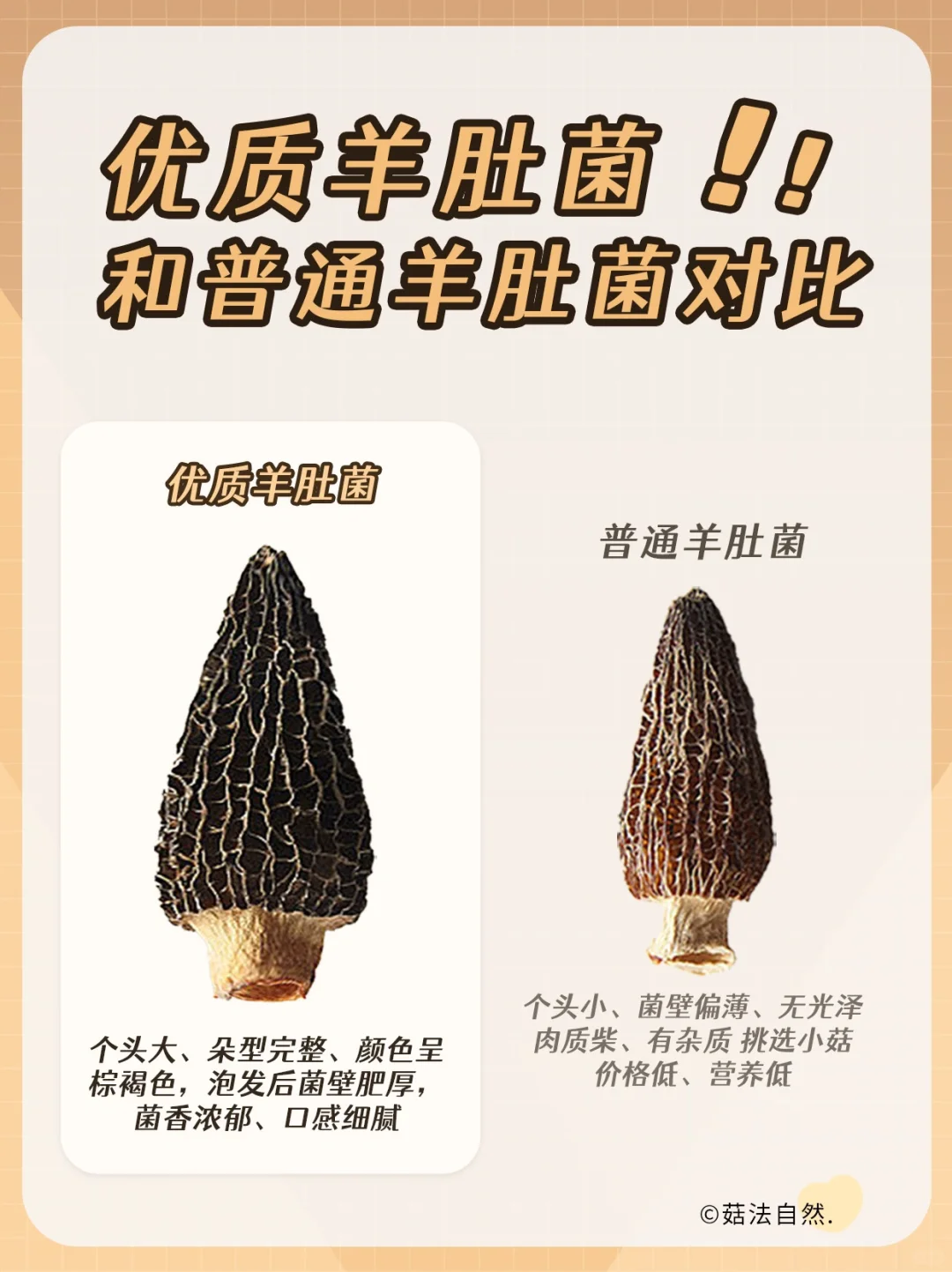🔥教你如何挑选优质羊肚菌✅