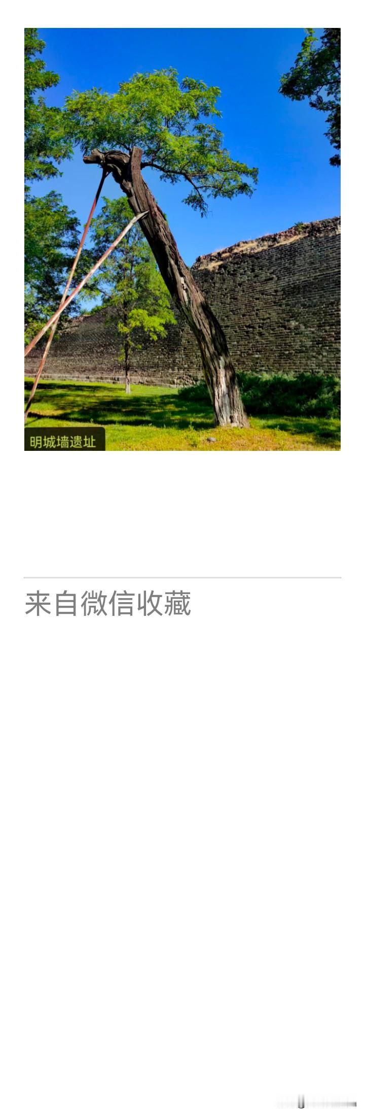 《老乐美拍·明城古槐》

古木依残堞，
新枝映旧砖。
风来摇叶影，
犹念大明年。