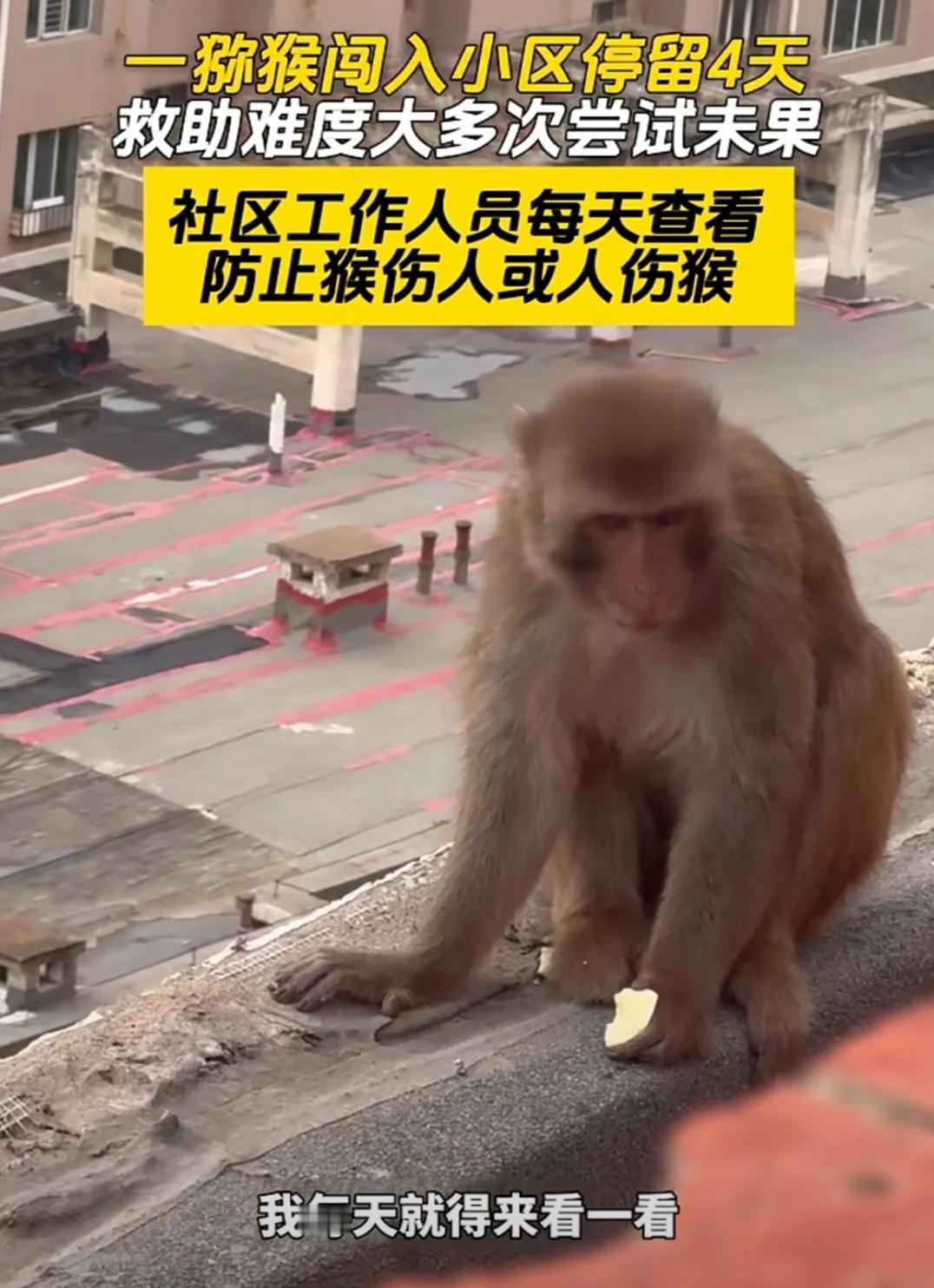 呼和浩特一小区竟然跑进一只猕猴。而且一呆四天，至今还驻扎着不走，看来是有居民投喂