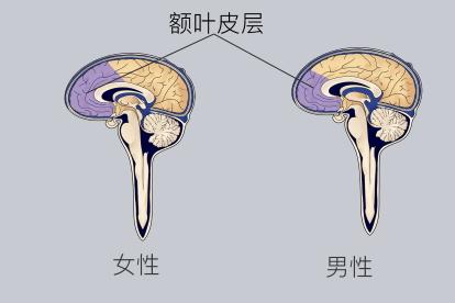 心理学家从不会告诉你的一个秘密是：男人其实是没有恋爱脑的，有恋爱脑的都是女人。接