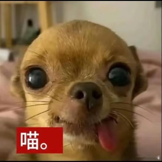 真是羡慕你们这些高精力的人朋友半夜约我明天爬山且不说刚才都几点了还没睡明天要早起