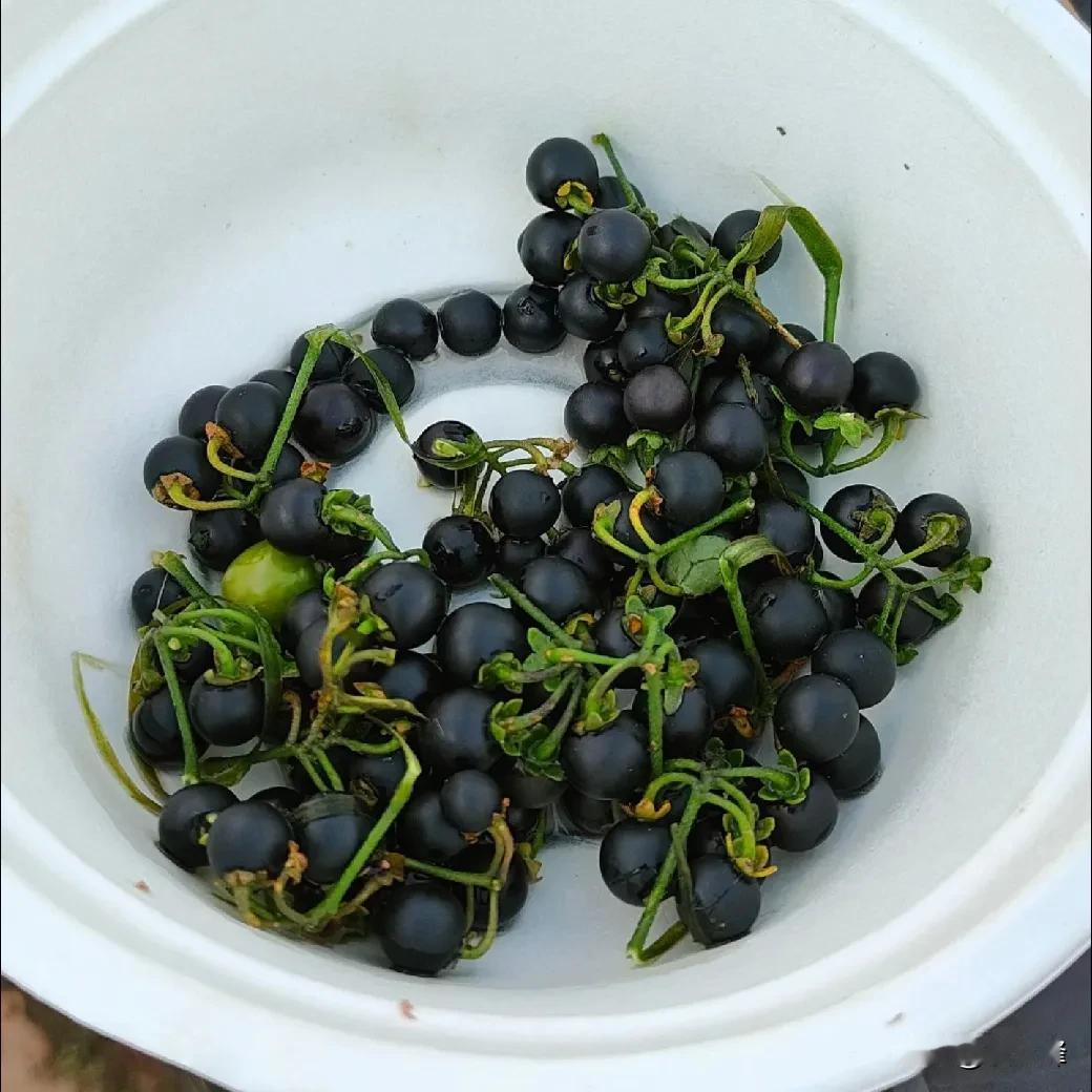 #秋日生活打卡季#
#随拍水果欣赏# 
#秋日果实分享# 
快看看是什么？