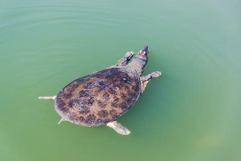这条热搜是真的。主角是住在苏州上方山森林动物世界的斑鳖“苏苏”，它最近刚结束冬眠
