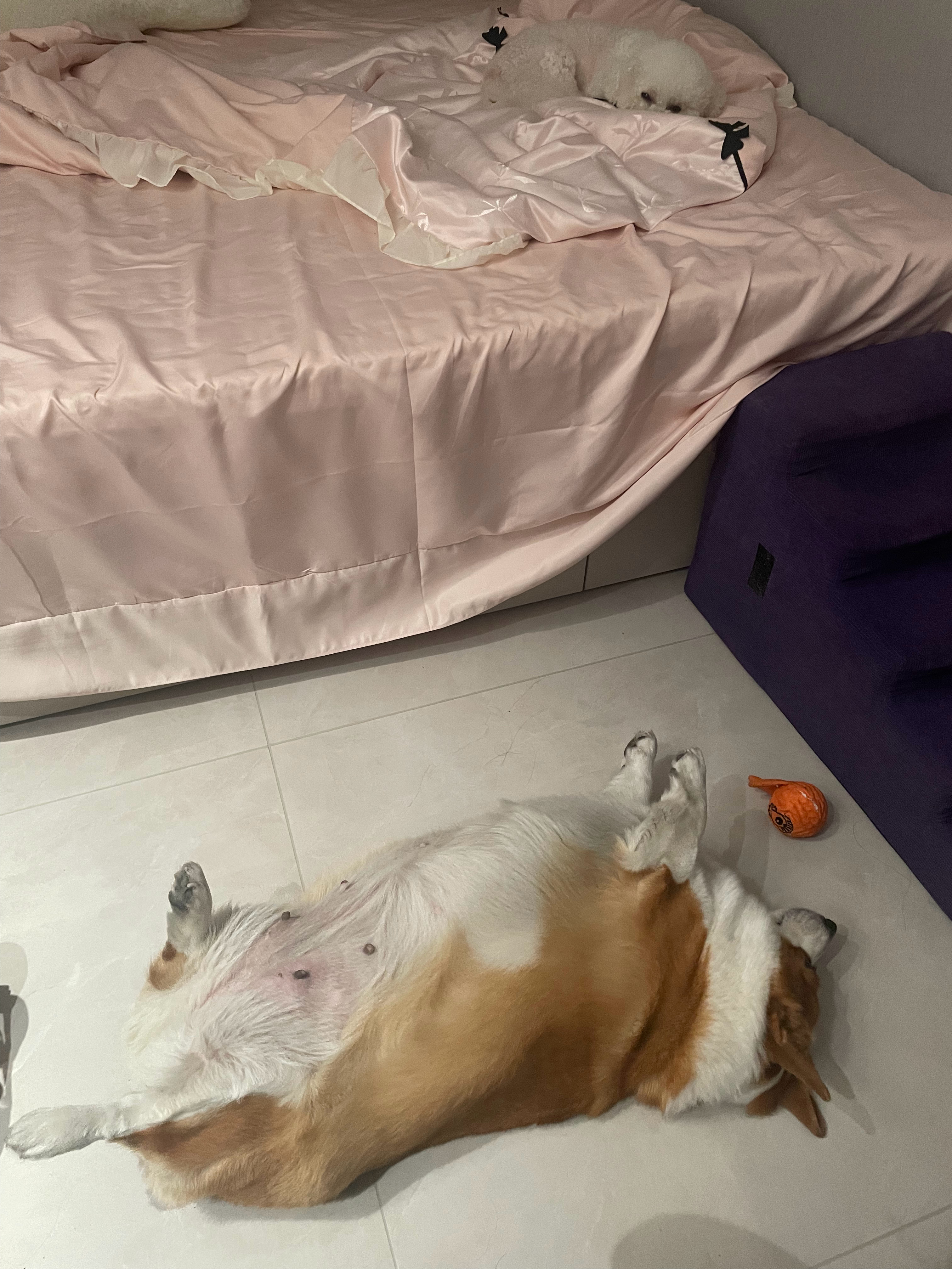 感觉家里已经没有我的容身之地了（）我的卧室我的床常年被这两只小臭狗霸占