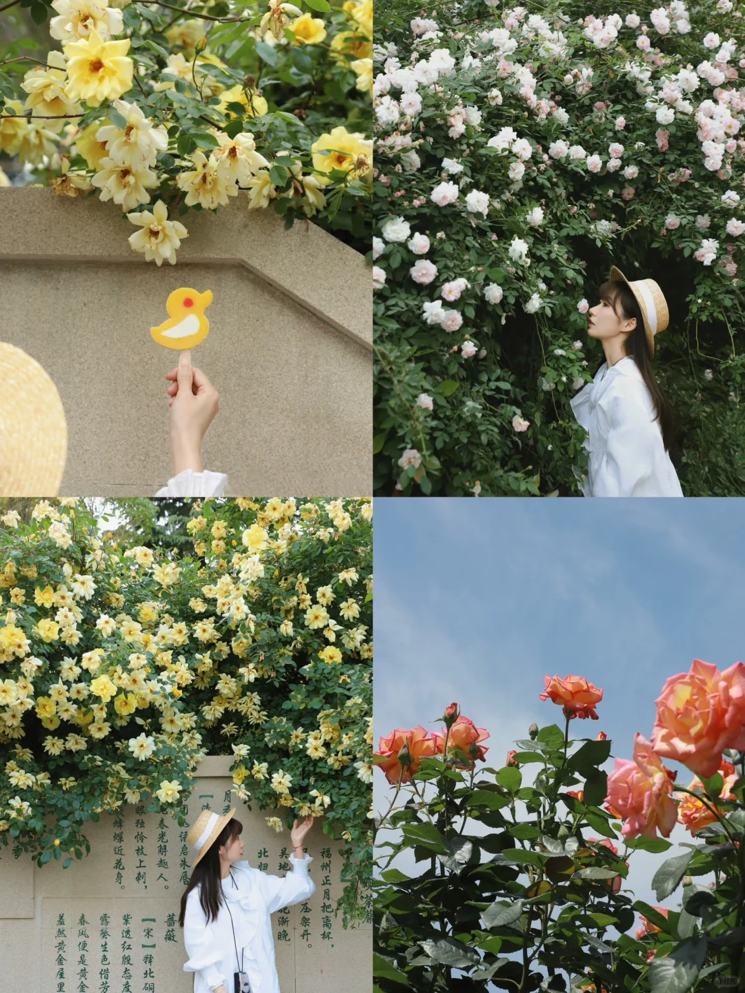 郑州📸夏日赏花来百花齐放的月季公园就够了