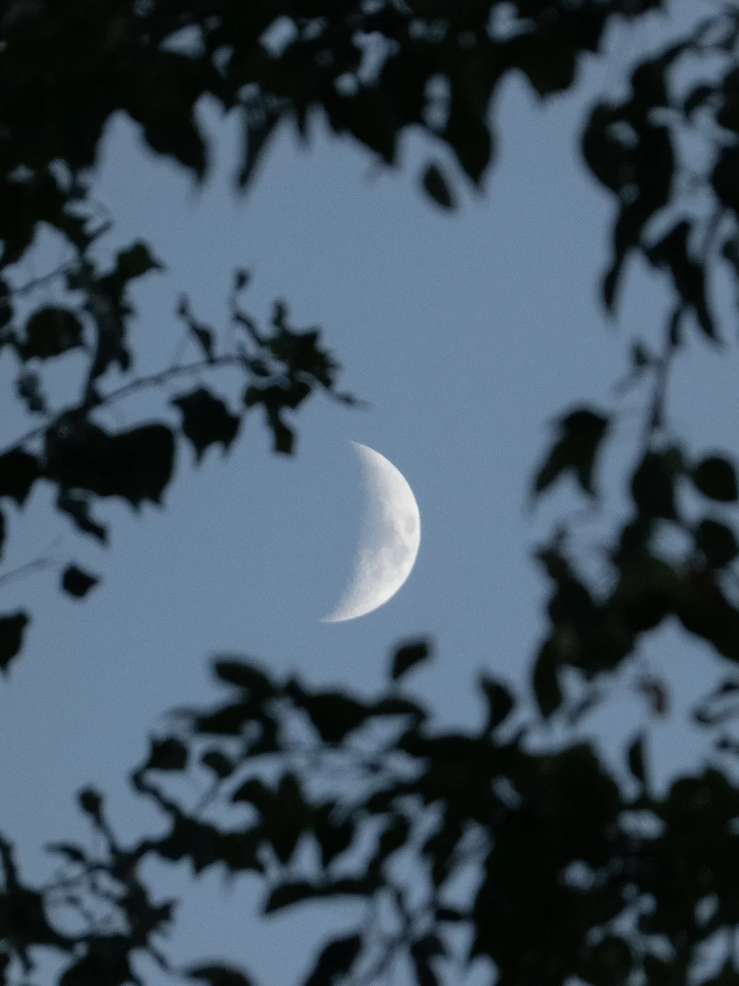 交换一张你拍到的树与🌙