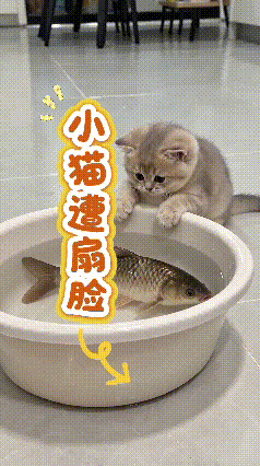看完这段视频忍不住笑出声。小奶猫雄心勃勃上前挑衅池子里的鲤鱼，本想大展身手，结果