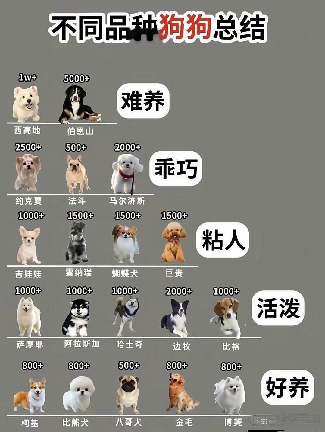 不同品种狗狗大盘点、你家的是哪种？