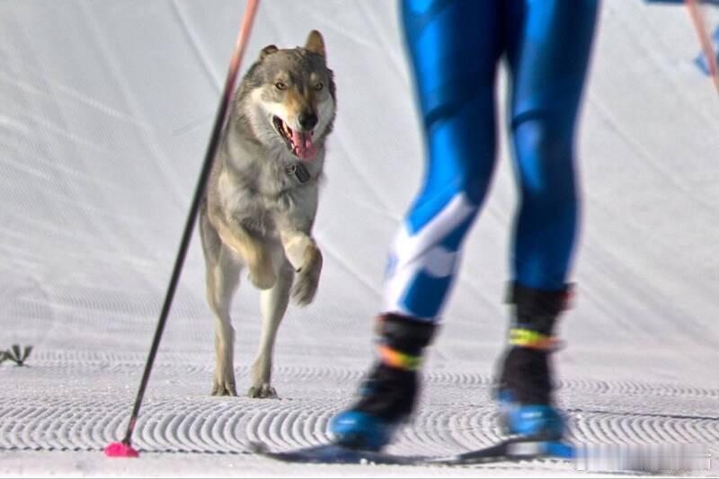 冬奥赛场突现“萌犬选手”！滑雪冲刺阶段闯入赛道 与运动员并肩冲线引全场欢呼海外新