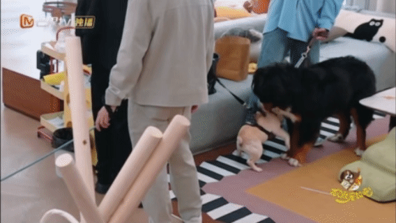 刚出新手村就遇到了顶级犟狗 颜安刚出新手村就撞上沙圆圆这只“顶级犟狗”，《你就宠